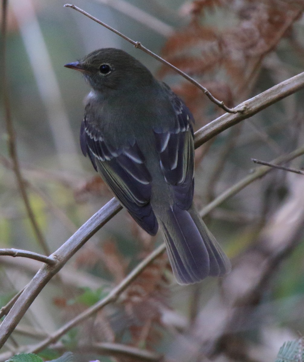 Small-headed Elaenia - ML37109991