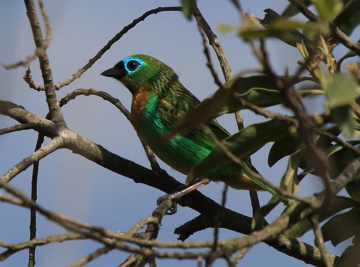 Brassy-breasted Tanager - ML37110041