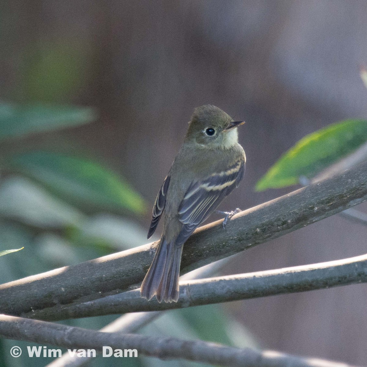 メジロハエトリ属 - ML371100511