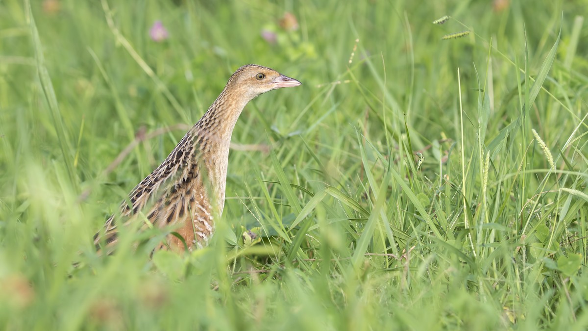 Corn Crake - birol hatinoğlu