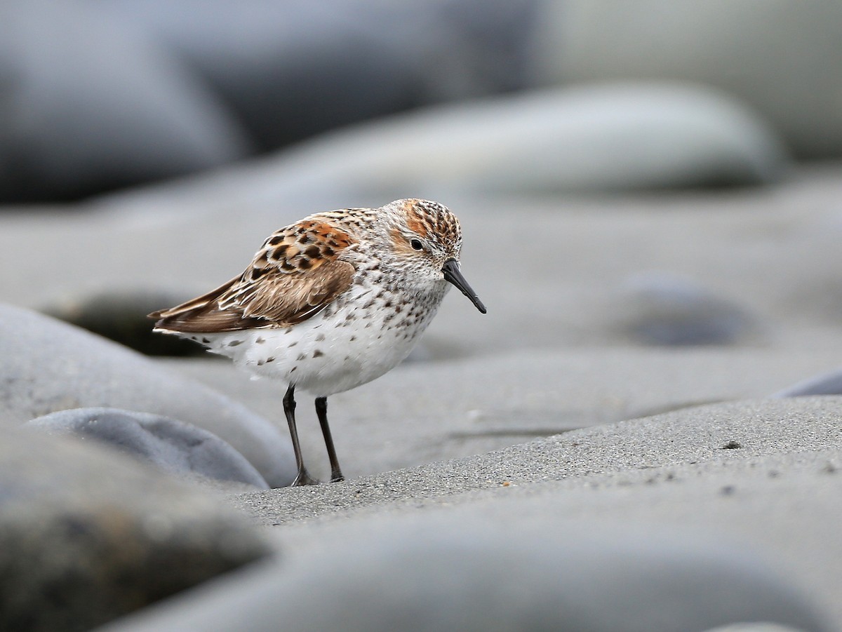 Western Sandpiper - ML37110221