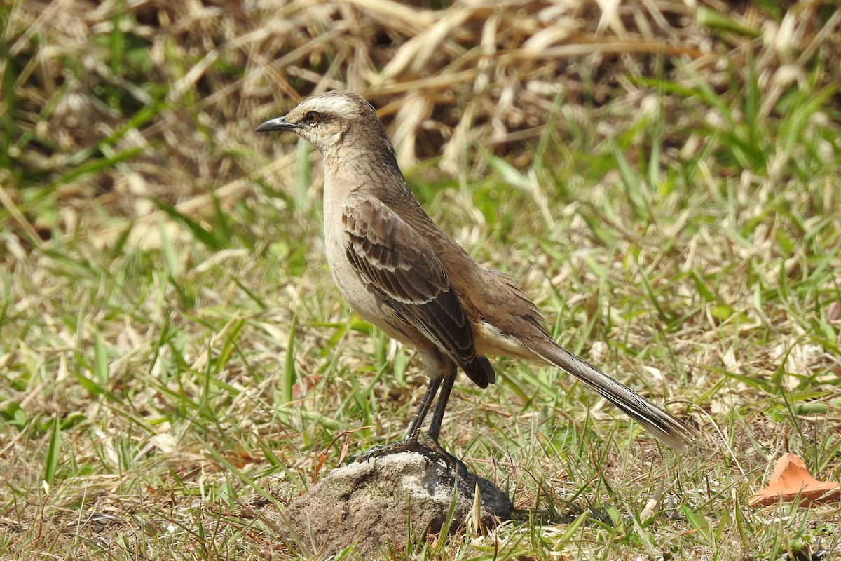 Chalk-browed Mockingbird - ML371102771