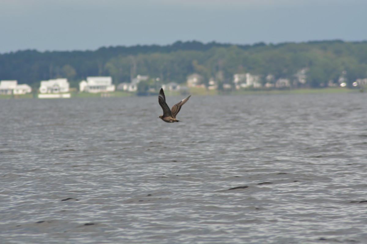 Parasitic Jaeger - Tom Moorman