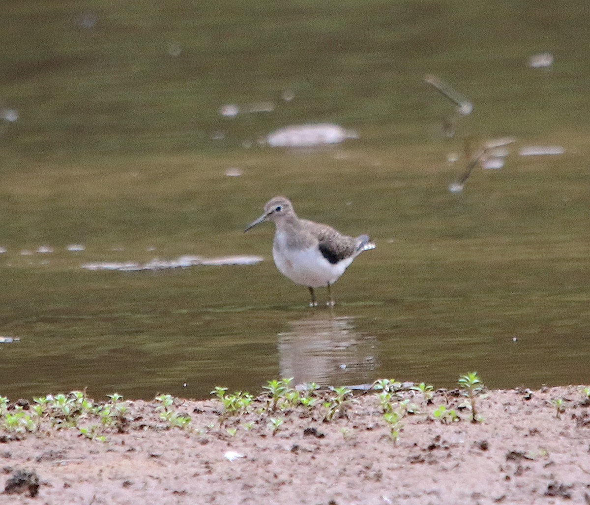 Solitary Sandpiper - ML371103381