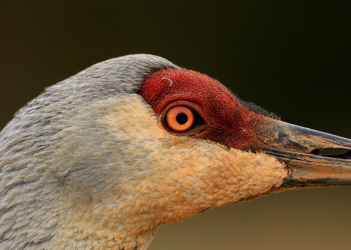 Орог тогоруу - ML37110451