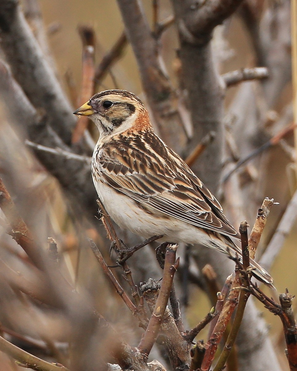 Буулгат хөмрөг - ML37110501