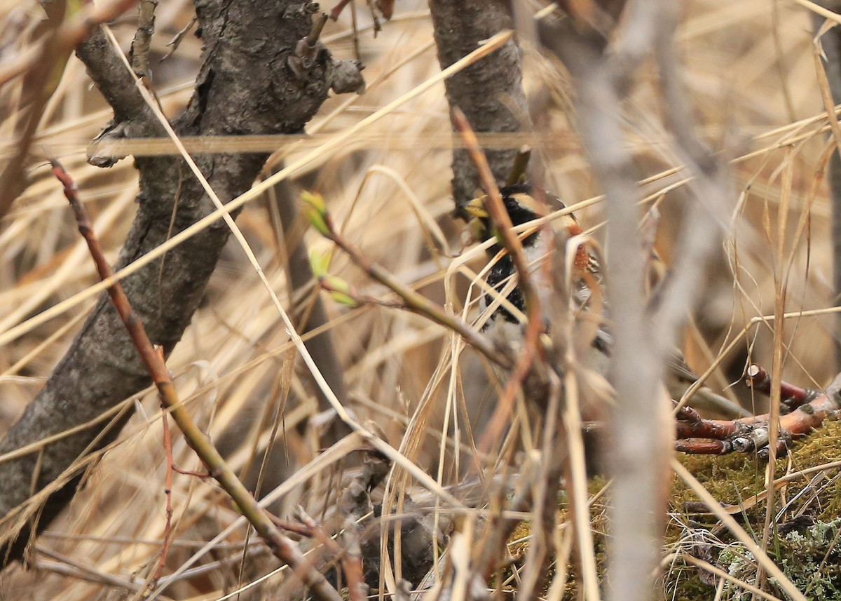 Буулгат хөмрөг - ML37110511