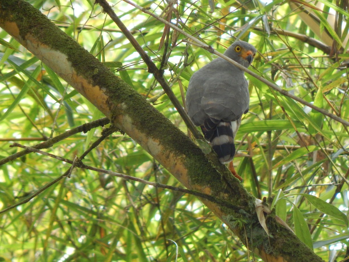 Roadside Hawk - ML371106661