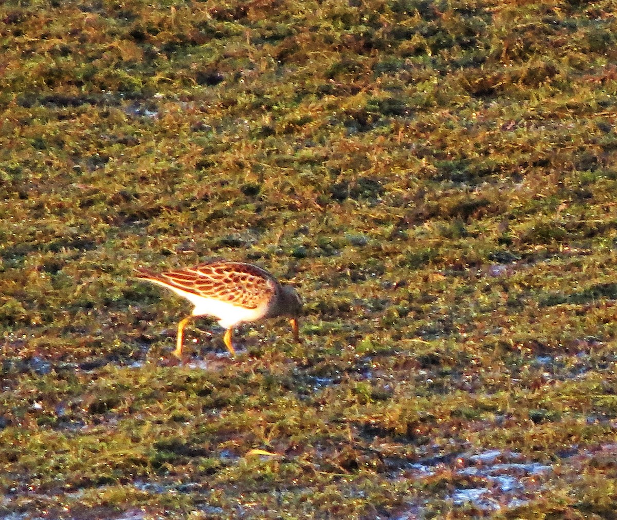 Pectoral Sandpiper - ML371108401