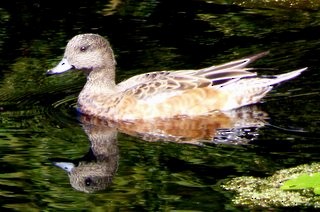 American Wigeon - Janet Theilen