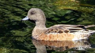 American Wigeon - ML371111901