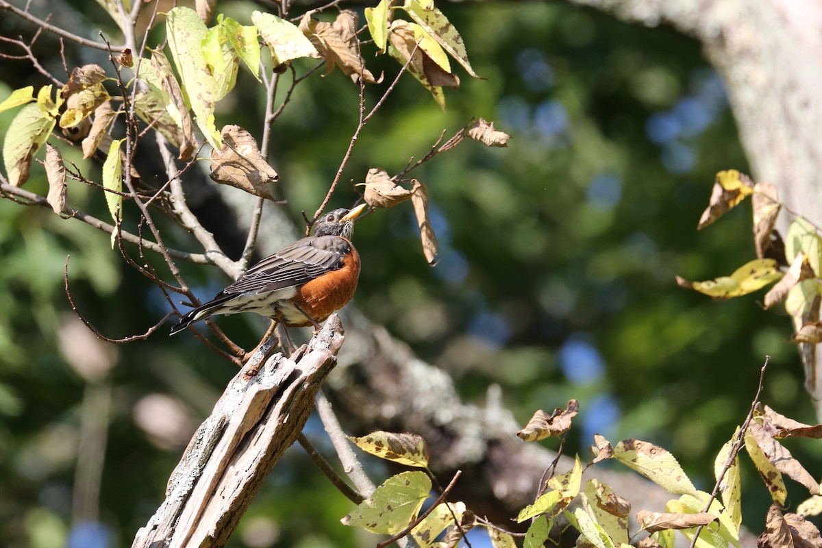 American Robin - ML371112251