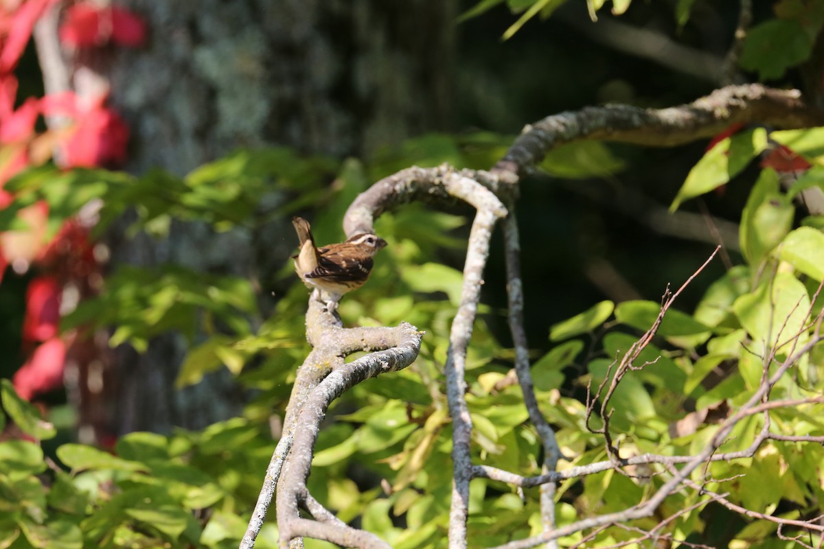 Rose-breasted Grosbeak - Ron Sempier