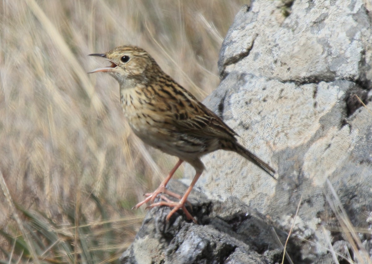 Bisbita Pálido - ML37111341