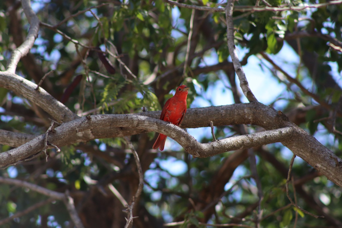 Summer Tanager - ML371113801