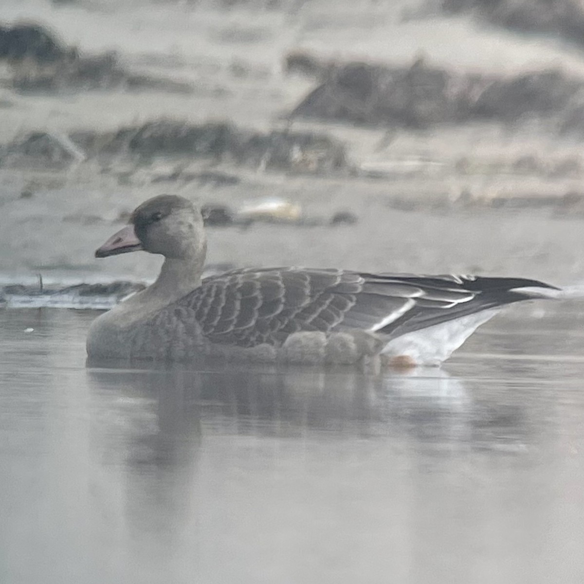 Greater White-fronted Goose - ML371114451