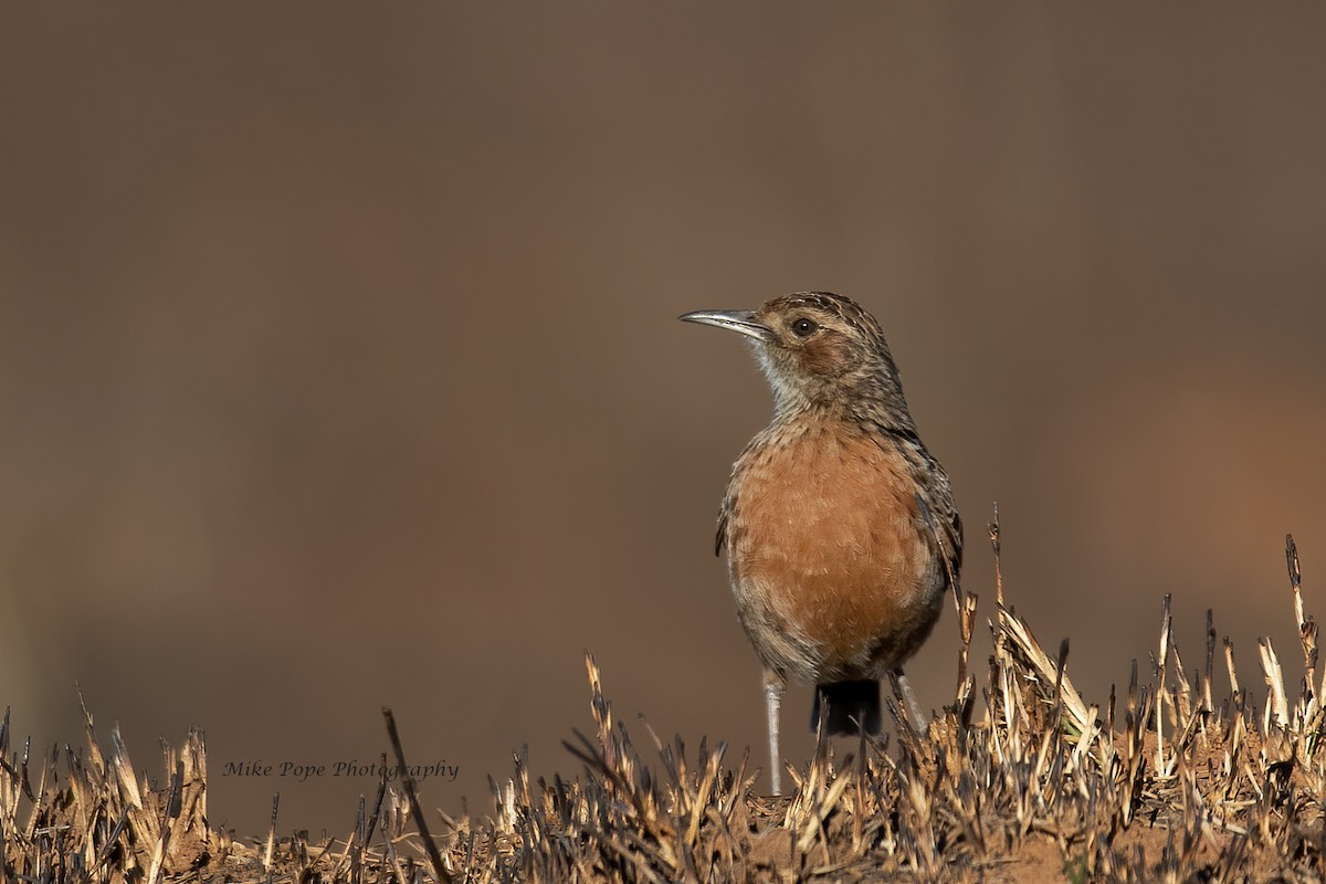 Spike-heeled Lark (Spike-heeled) - ML371115601