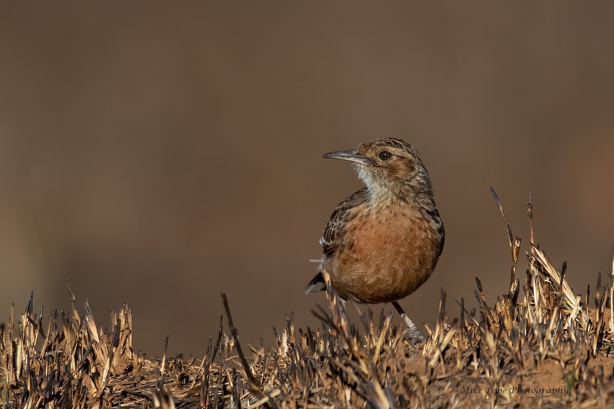 Spike-heeled Lark (Spike-heeled) - ML371115621