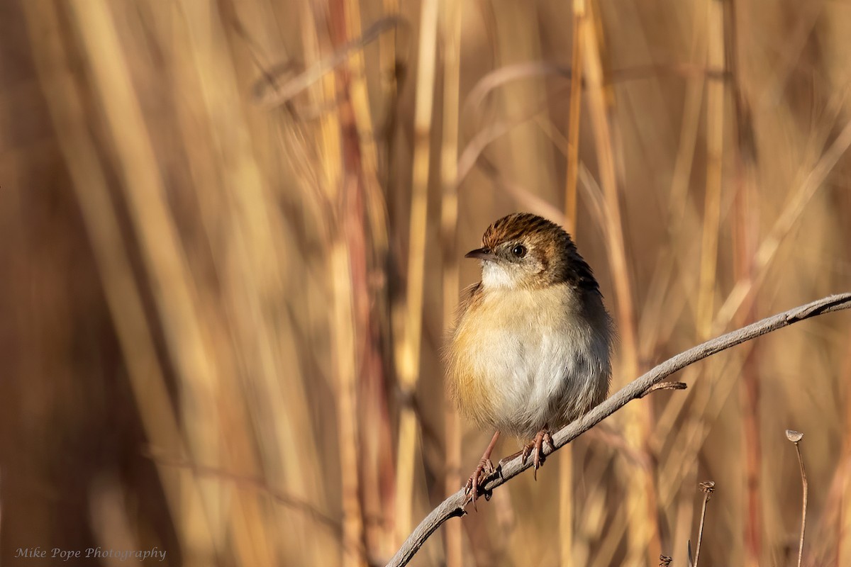 Zitting Cisticola - ML371115681