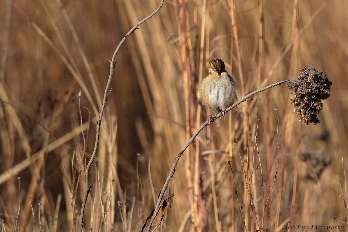 Zitting Cisticola - ML371115691