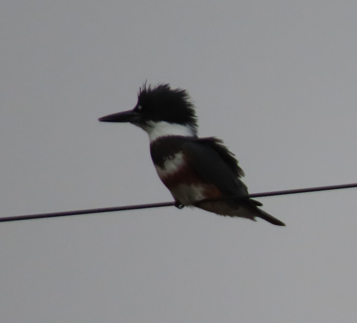 Belted Kingfisher - ML371115711