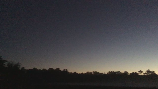 American Woodcock - ML371115731