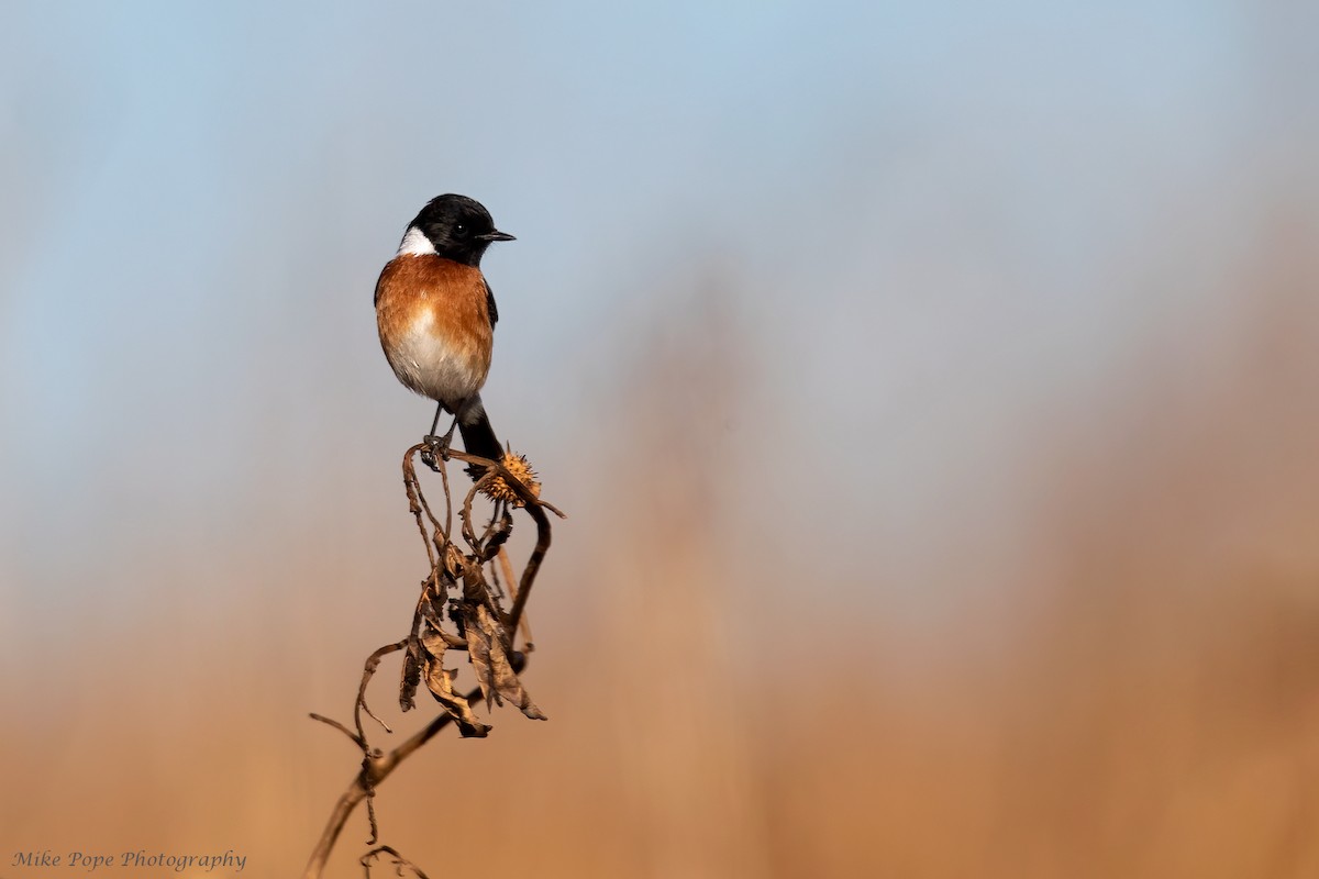 African Stonechat - Mike Pope