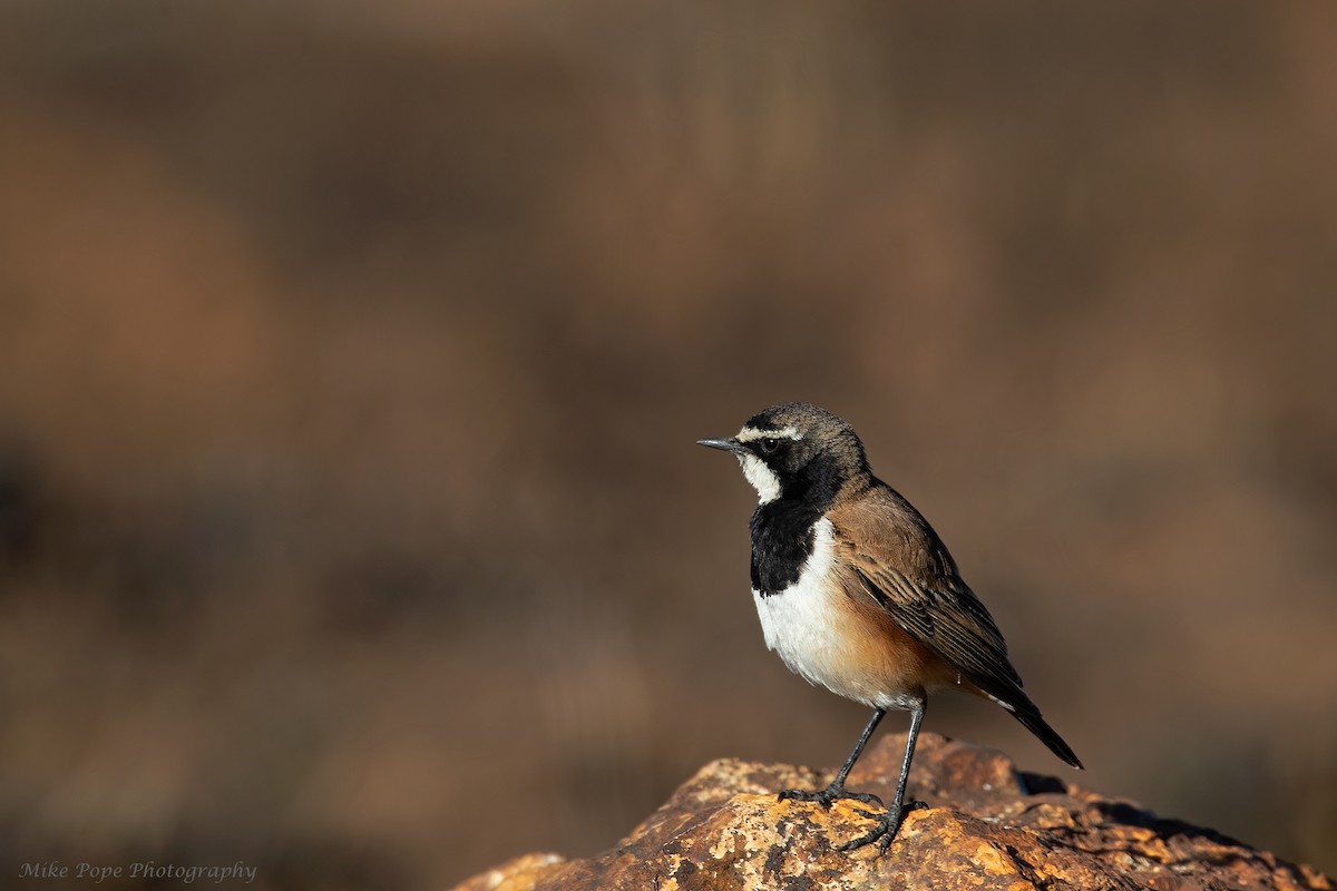 Capped Wheatear - Mike Pope