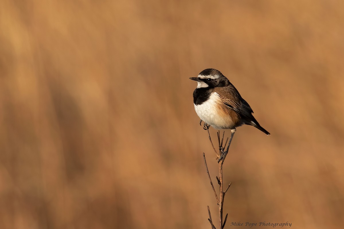 Capped Wheatear - ML371115851