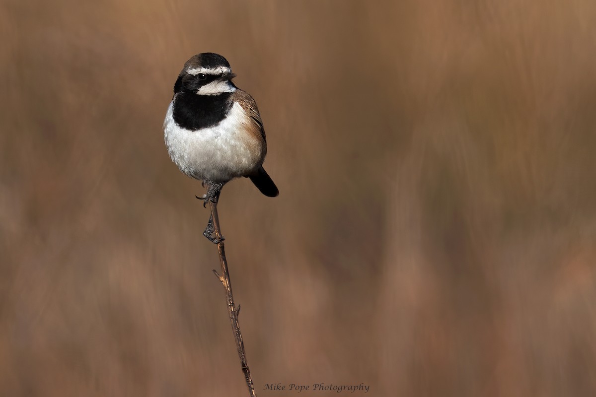 Capped Wheatear - ML371115871