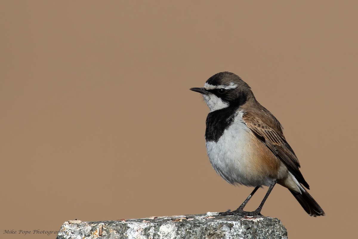 Capped Wheatear - ML371115911