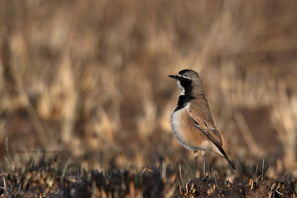 Capped Wheatear - ML371115921