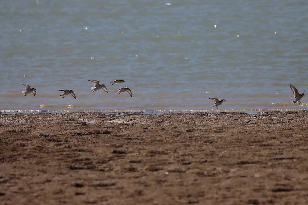 Sanderling - ML371115981