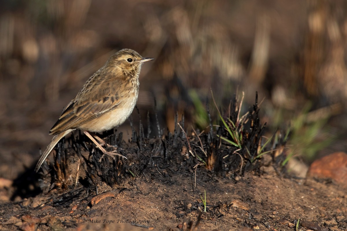 African Pipit - ML371116201