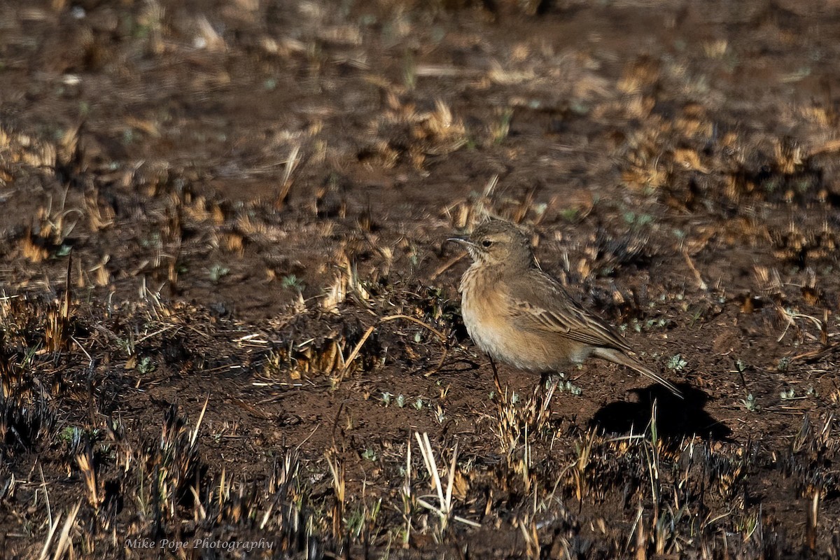 Plain-backed Pipit - ML371116271