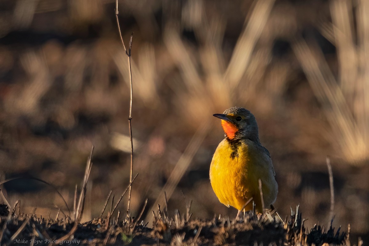 Orange-throated Longclaw - ML371116331