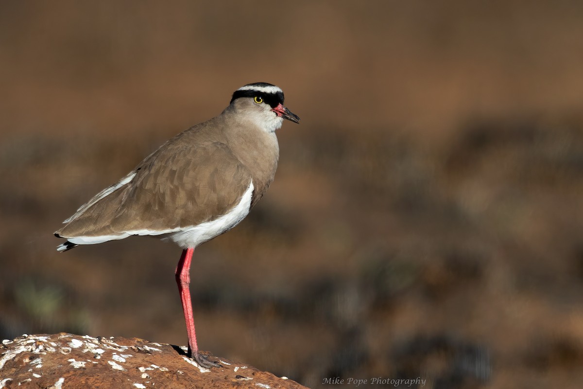 Crowned Lapwing - ML371116411