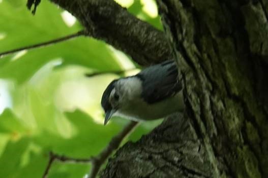 White-breasted Nuthatch - ML371117881