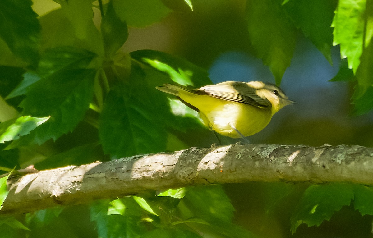 Philadelphia Vireo - ML371119861