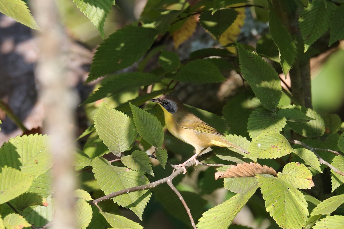 Common Yellowthroat - Ron Sempier