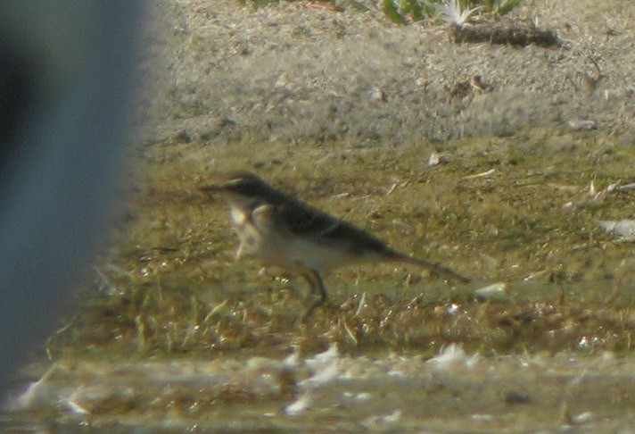 Eastern Yellow Wagtail - David Vander Pluym
