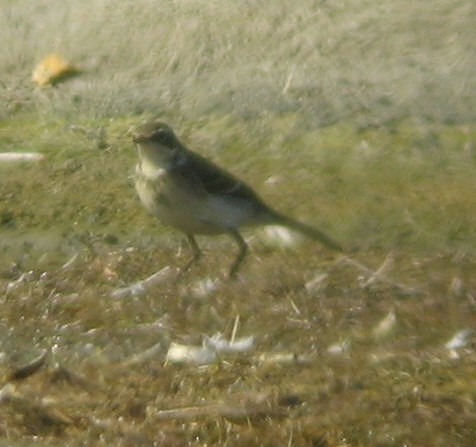 Eastern Yellow Wagtail - David Vander Pluym