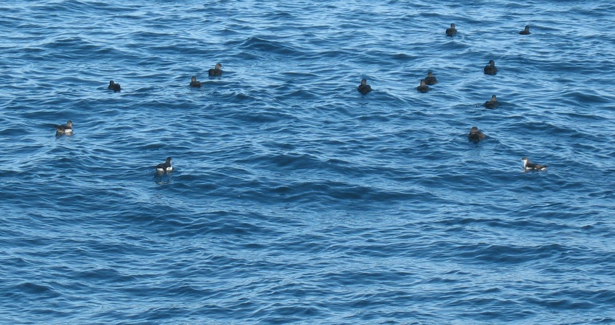 Manx Shearwater - ML37112201