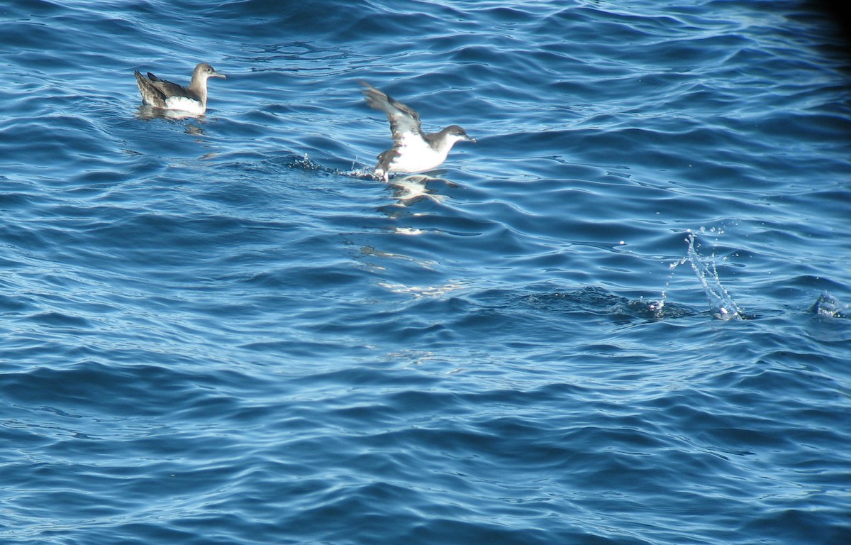 Manx Shearwater - ML37112221