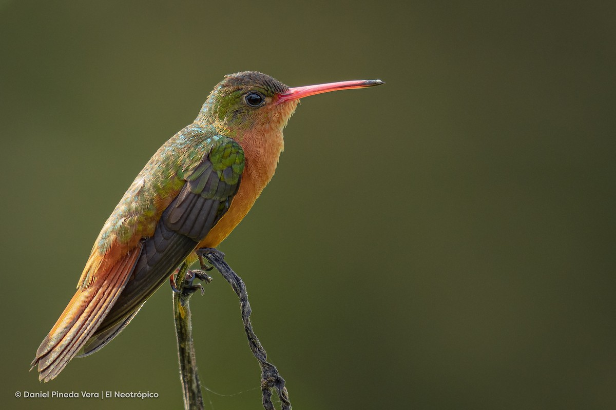 Cinnamon Hummingbird - Daniel Pineda Vera