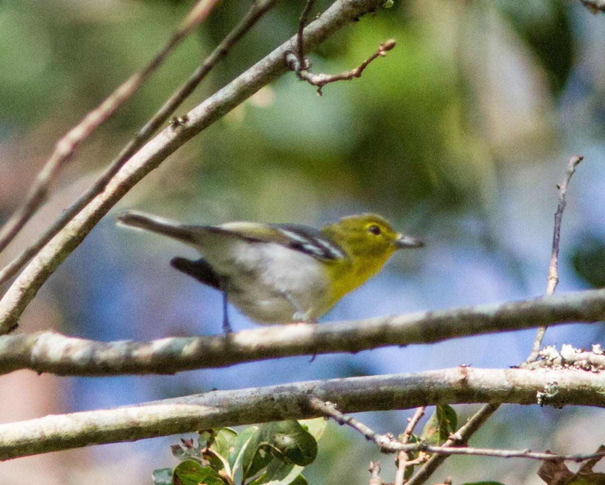 Vireo Gorjiamarillo - ML371124061