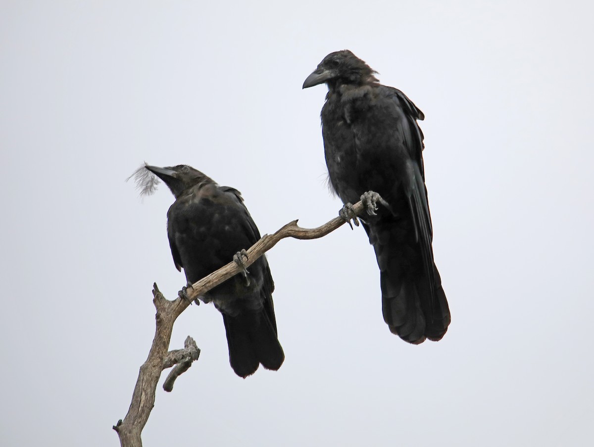 American Crow - ML371124921