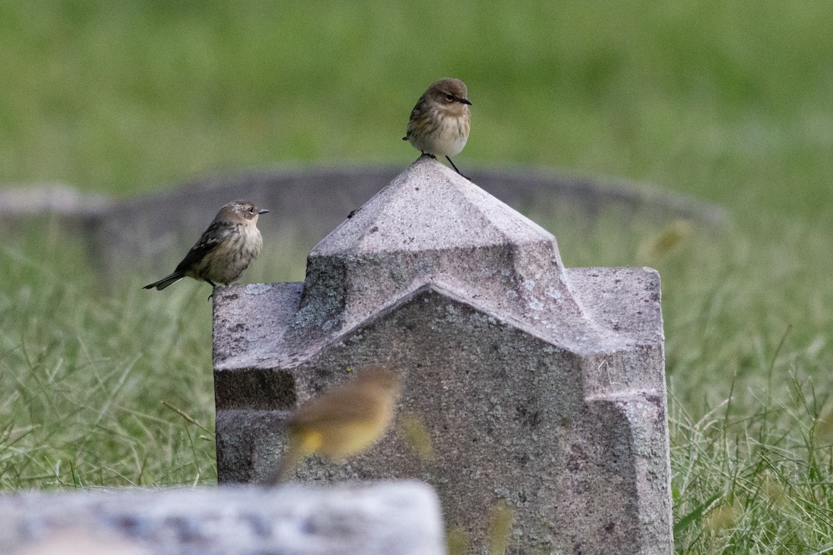 Yellow-rumped Warbler (Myrtle) - ML371125091