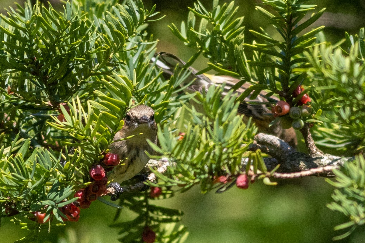 Yellow-rumped Warbler (Myrtle) - ML371125181