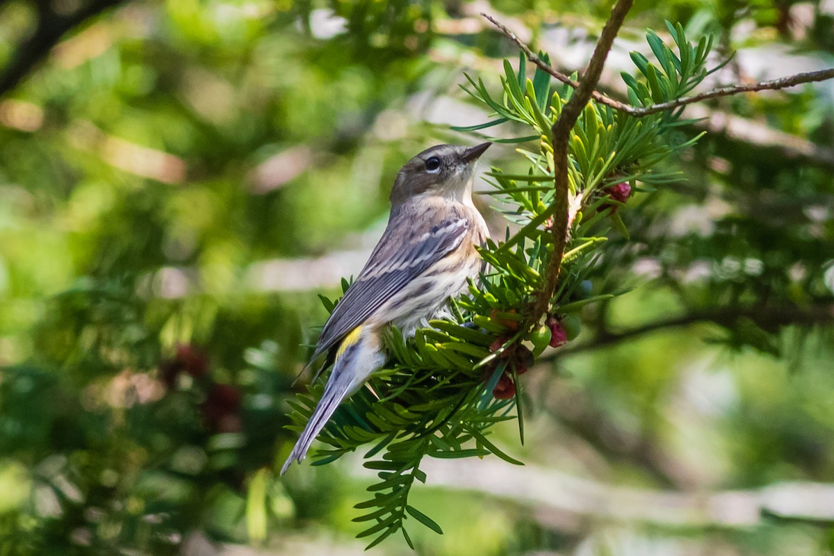 Yellow-rumped Warbler (Myrtle) - ML371125361